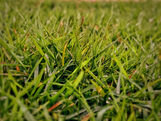 What Are the Best Types of Grass Seed to Use for Lush Lawns?